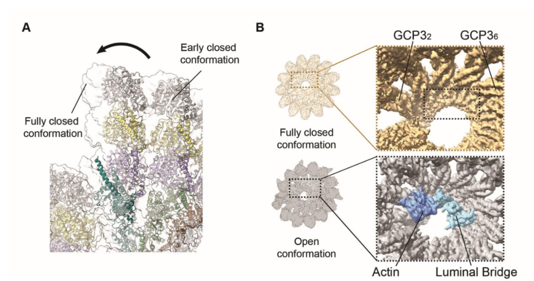 Science重磅：首次捕獲人類細胞“高速公路”構建過程的高分辨率圖像，為微管相關疾病的治療指明新的方向！